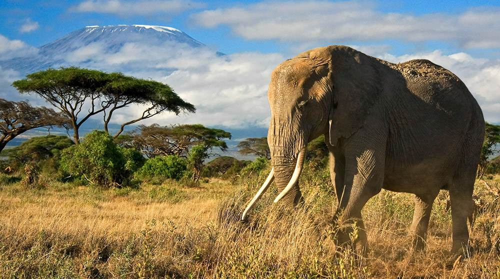 safari kenia reisezeit