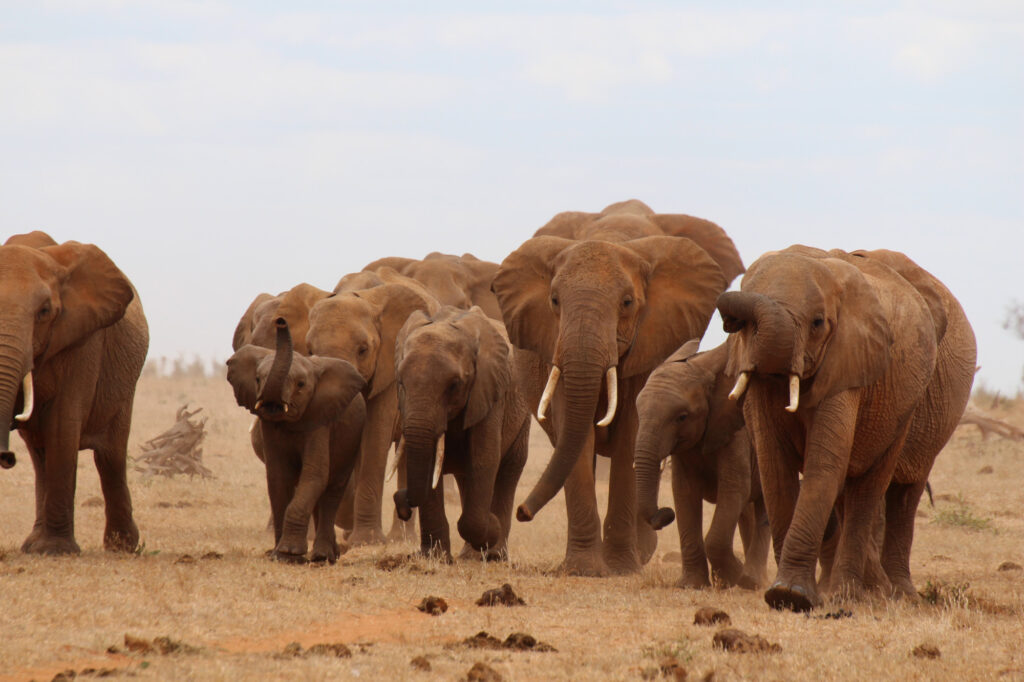 Elefantenherde (Kenia)