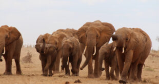 Elefantenherde (Kenia)